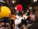 This costumed service dog did not care for some of the furry and armored costumes he encountered at the convention. He barked to warn them off! © Robert Gary